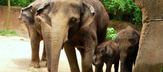 Elephants at the zoo